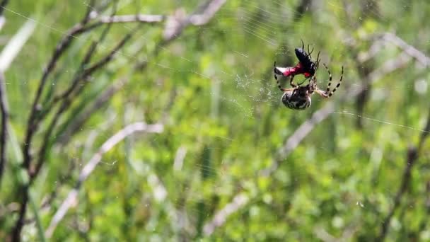 Spider hunting — Stock Video