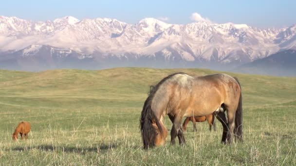 Horses Graze — Stock Video