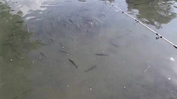 Pesca de trucha — Vídeos de Stock