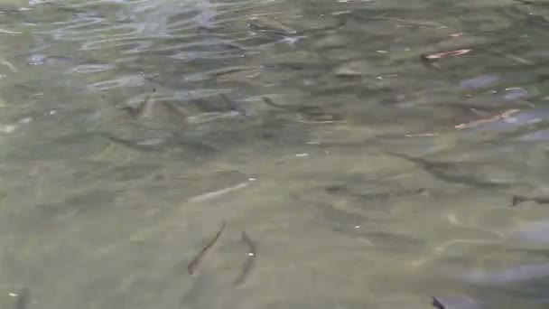 Trout in the river — Stock Video