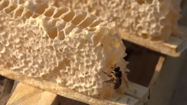 蜜蜂和蜂蜜蜂および蜂蜜 — ストック動画