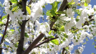 Mavi gökyüzü arka planında çiçek açan kiraz
