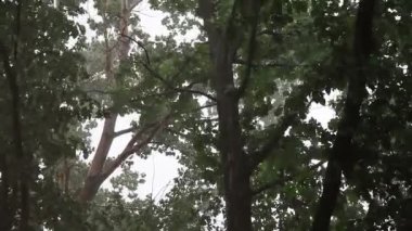 Ağaçlar sallanan rüzgarlar