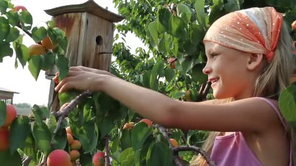 Meisje scheurt uit de takken en eten abrikozen — Stockvideo