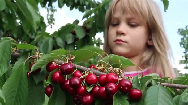 Девушка срывает спелые вишни — стоковое видео