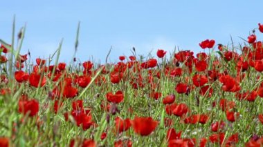 Poppies arka plan mavi gökyüzünde yavaş yavaş rüzgarda sway