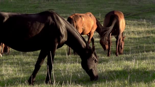 Horses graze in a hilly pasture in the rays of the evening sun — Stock Video