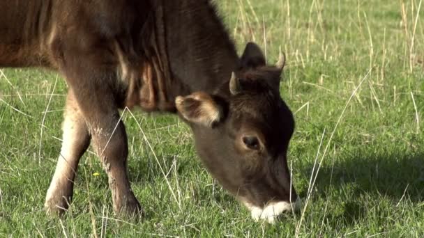 Kalf op een groene lente weide grazen — Stockvideo