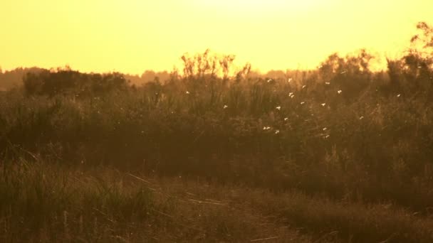 Mass flight of insects against the setting sun in a dry savanna — Stock Video