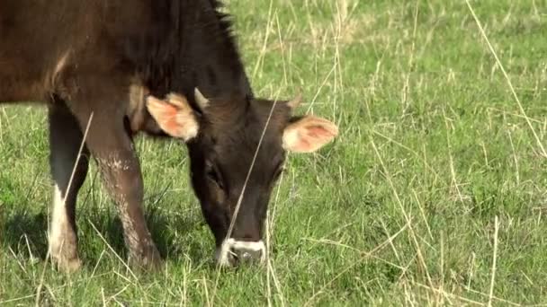 Zöld tavaszi réten legelésző borjú — Stock videók