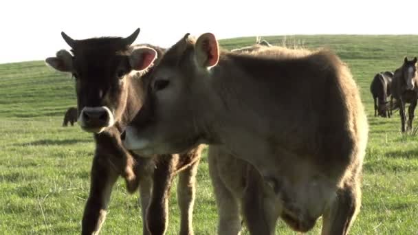 Два теленка — стоковое видео