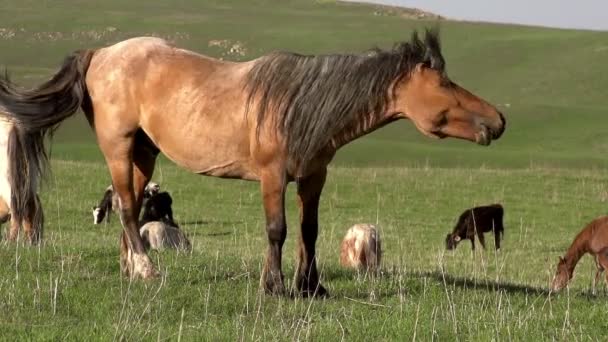 Chef de troupeau. Beau cheval secoue sa crinière . — Video