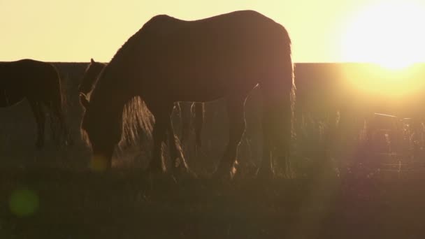 Evening Pasture. Grazing horse backlit setting sun. — Stock Video