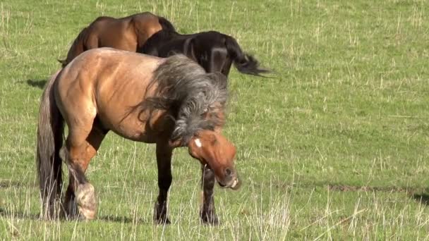 Hermoso caballo sacude su melena . — Vídeo de stock