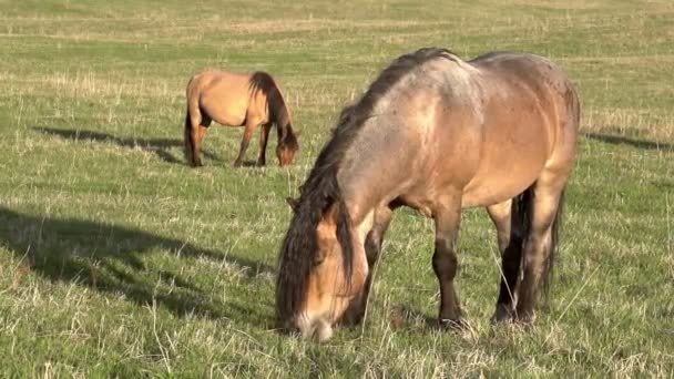 Koń w słońcu. konia z długa grzywa, gryząc trawę. — Wideo stockowe