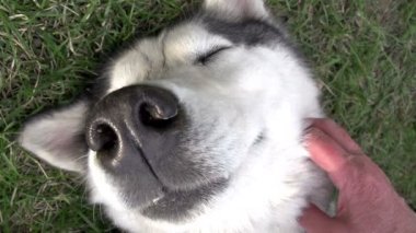 köpek mutluluğu
