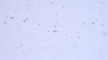 kar taneleri sağdan sola doğru uçuyor.