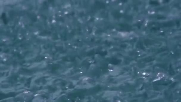 Regendruppels vallen snel naar het oppervlak van de vijver — Stockvideo