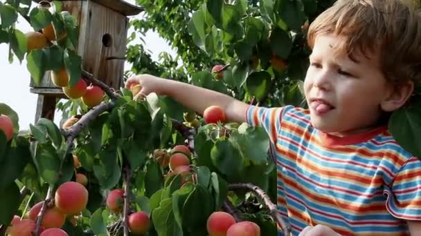 Мальчик отрывает ветки и ест абрикосы. — стоковое видео