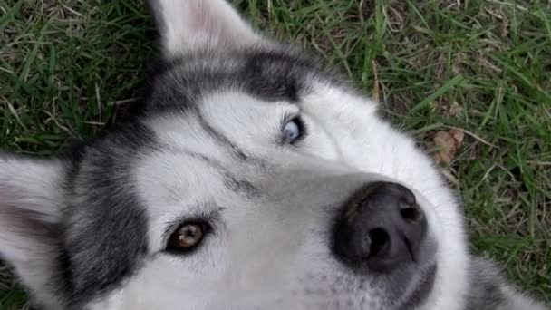 草の中に彼の背中に横たわっている犬 — ストック動画