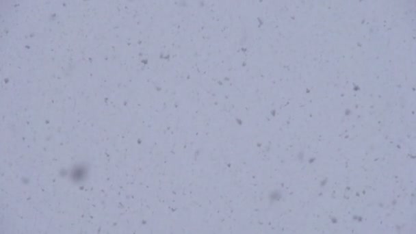 Grote vlokken sneeuw langzaam vallen — Stockvideo