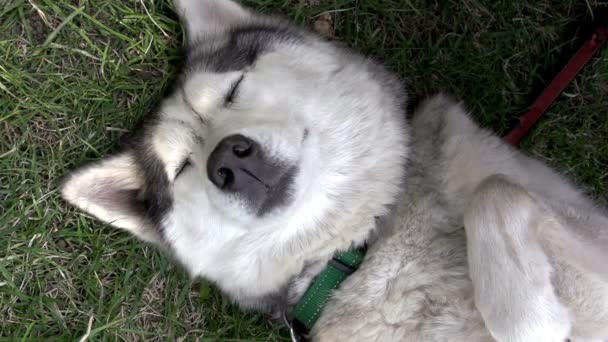 Funny husky lying on his back with his eyes closed — Stock Video