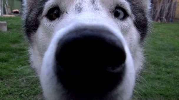 Nieuwsgierig Siberische husky — Stockvideo
