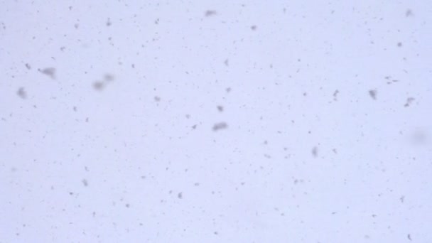 Sneeuwvlokken vliegen van rechts naar links — Stockvideo