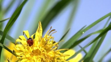uğur böceği ve karahindiba.