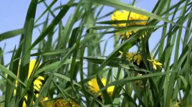 Dandelions çayır.