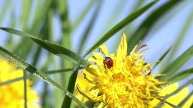 yağmur sonra güneş