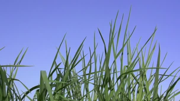 Herbe juteuse .