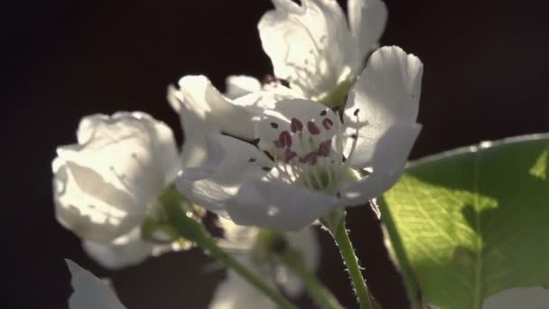 Водяний туман і квітучий сад — стокове відео
