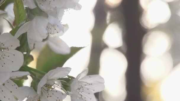 Sueños de primavera. Flores de cereza — Vídeo de stock