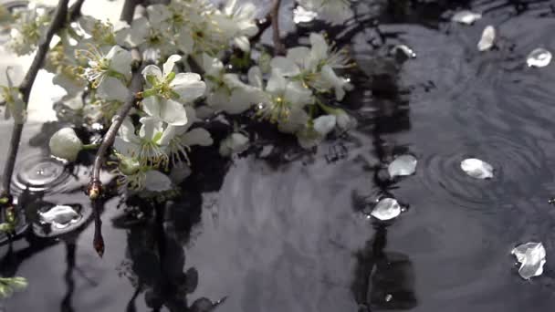 Pétalos caídos de flores de cerezo — Vídeos de Stock