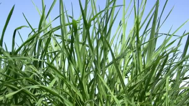 herbe de printemps .