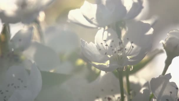 Water nevel en bloeiende tuin — Stockvideo