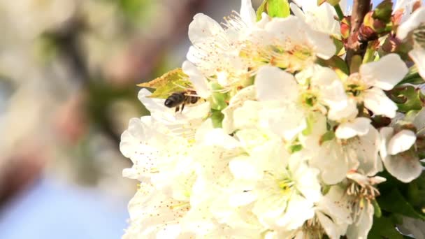 Pollination. — Stock Video