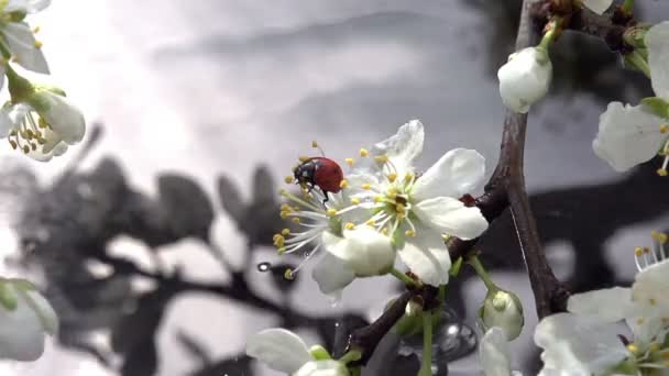 Joaninha e chuva de primavera . — Vídeo de Stock