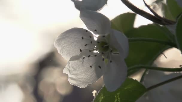 Vattendimma och blommande trädgård — Stockvideo