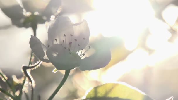 Ködben víz és virágzó kert — Stock videók