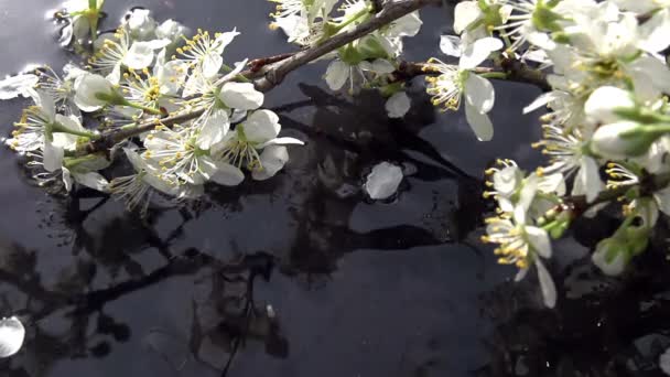 Pétalas em queda de flores de cerejeira — Vídeo de Stock