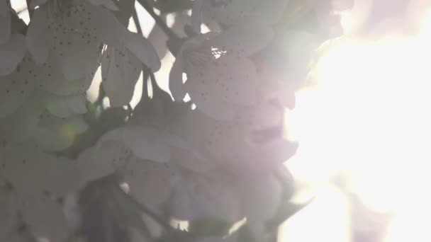 Cerise en fleurs . — Video