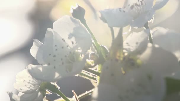 Vattendimma och blommande trädgård — Stockvideo