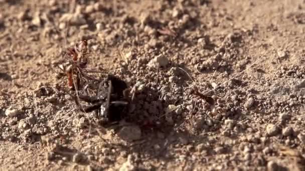 Grupo de hormigas atacaron un gran escarabajo — Vídeo de stock