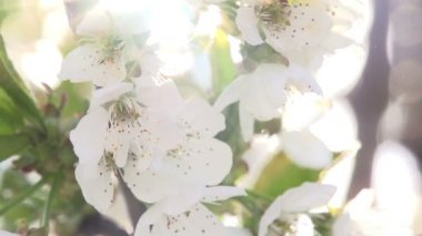 güneşli çiçekler.