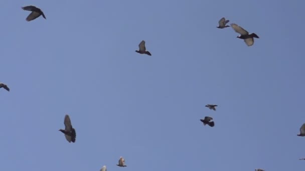 troupeau de pigeons dans le ciel
