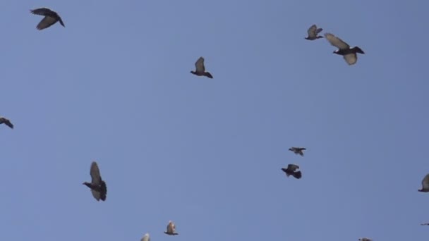 Bandada de palomas en el cielo — Vídeo de stock