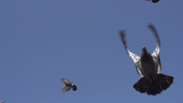 Bandada de palomas en el cielo. — Vídeo de stock