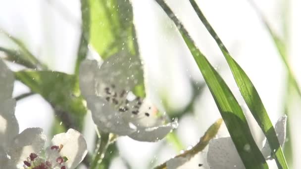 Jardin fleuri idyllique — Video